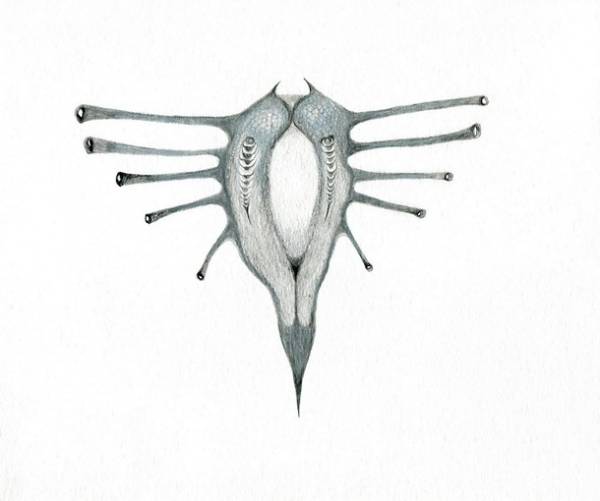 Laura Sassen | Botanica Herbarium |#2, 2011