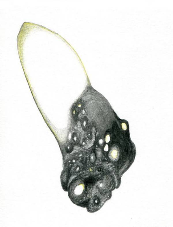 Laura Sassen | Botanica Herbarium |#3, 2011