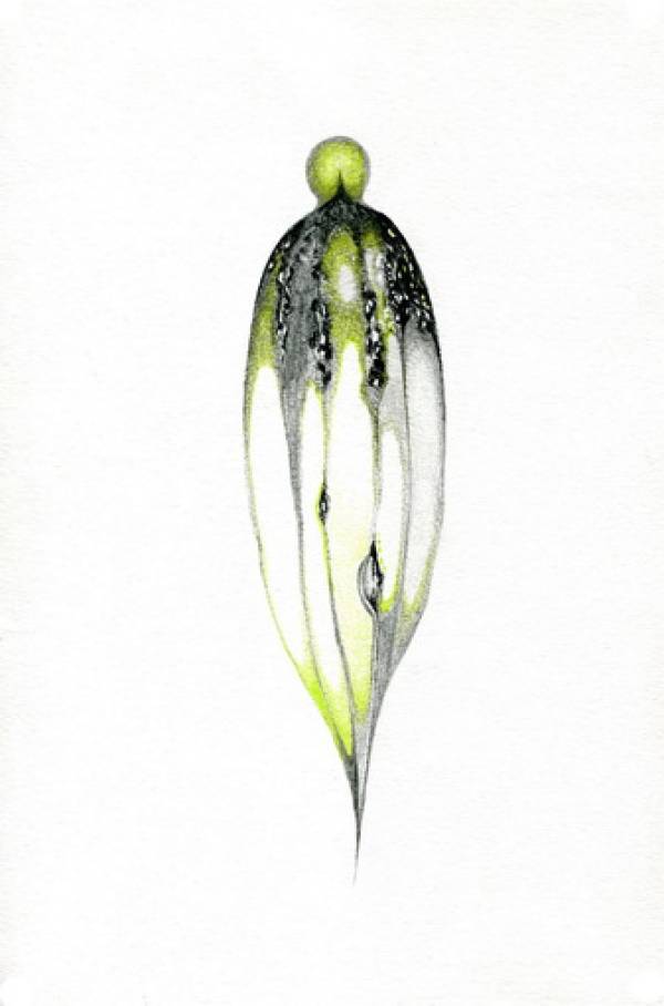 Laura Sassen | Botanica Herbarium |#6, 2011
