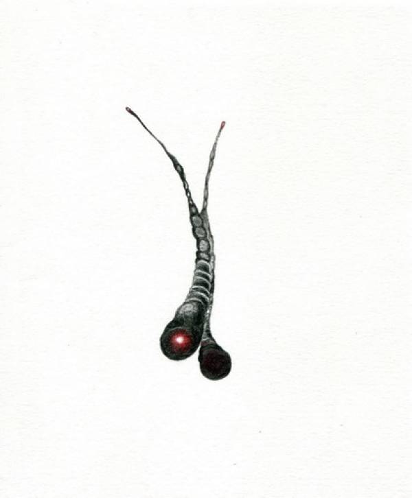 Laura Sassen | Botanica Herbarium |#4, 2011
