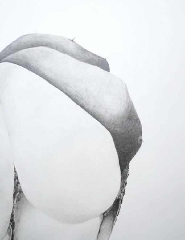 Laura Sassen | Botanica |#1, 2010 (detail)