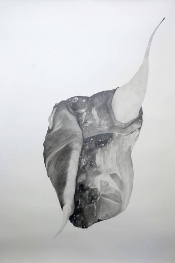 Laura Sassen | Botanica |#2, 2010