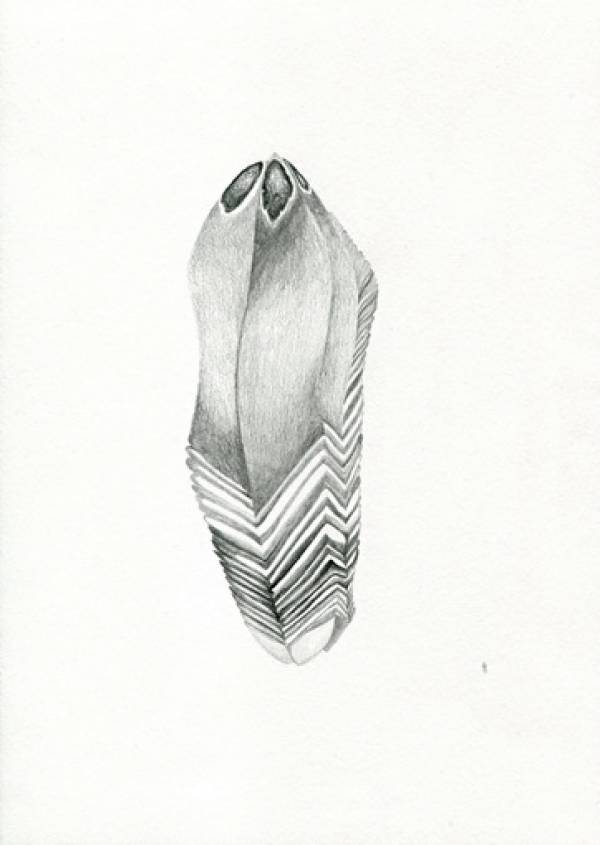 Laura Sassen | Botanica Herbarium |#8, 2011