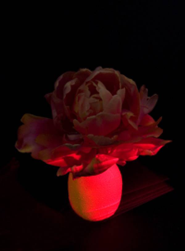 Bob Negryn | tulip no 4, 2011